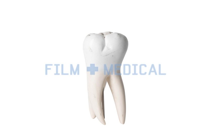 Tooth Model 